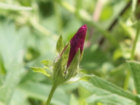 Callirhoe digitata