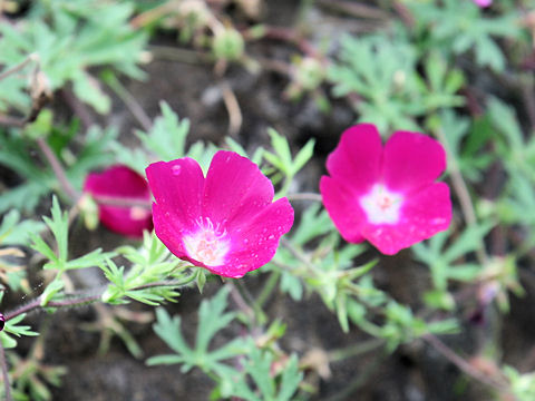 Callirhoe digitata