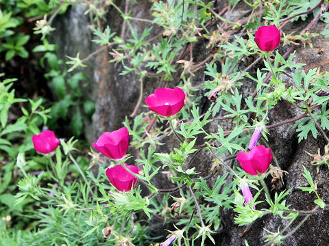 Callirhoe digitata