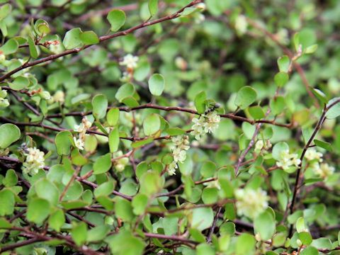 Muehlenbeckia axillaris