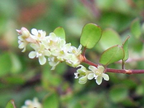 Muehlenbeckia axillaris