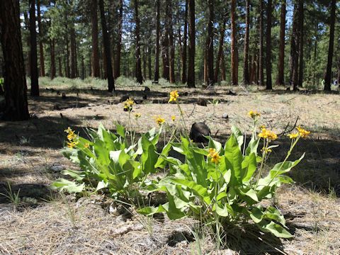 Wyethia mollis