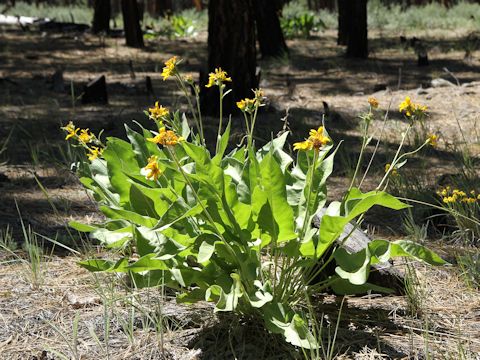 Wyethia mollis