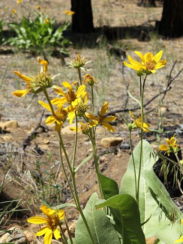 Wyethia mollis