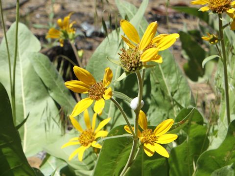 Wyethia mollis