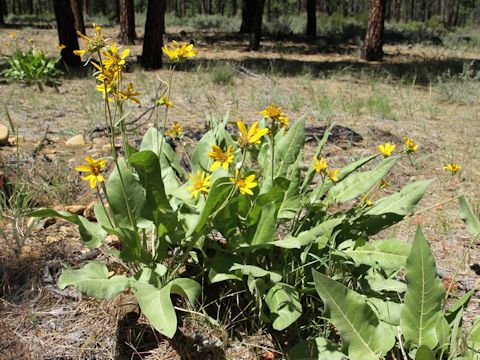 Wyethia mollis