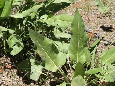 Wyethia mollis