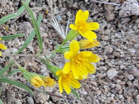 Wyethia scabra