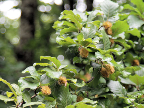 Fagus sylvatica