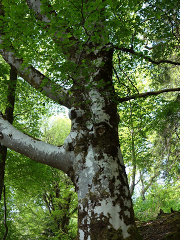 Fagus sylvatica