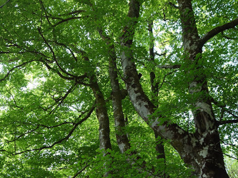 Fagus sylvatica