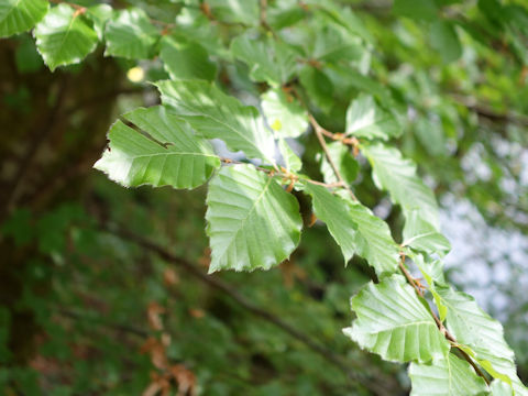 Fagus sylvatica