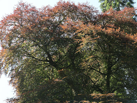 Fagus sylvatica