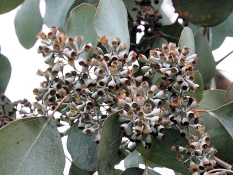 Eucalyptus sp.