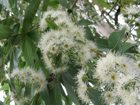 Eucalyptus sp.