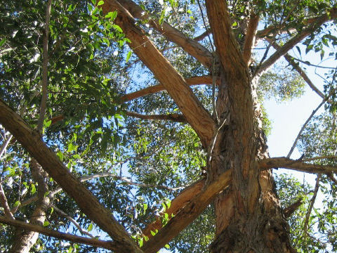 Eucalyptus sp.