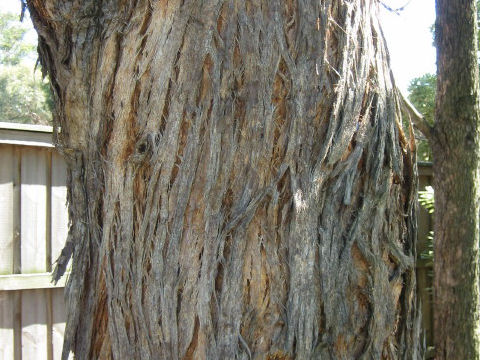 Eucalyptus sp.