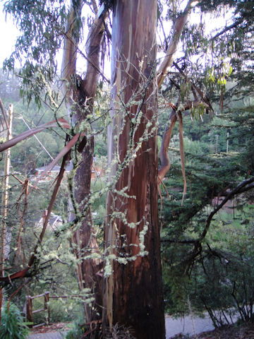 Eucalyptus sp.