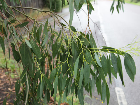 Eucalyptus sp.