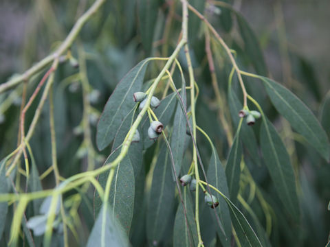 Eucalyptus sp.