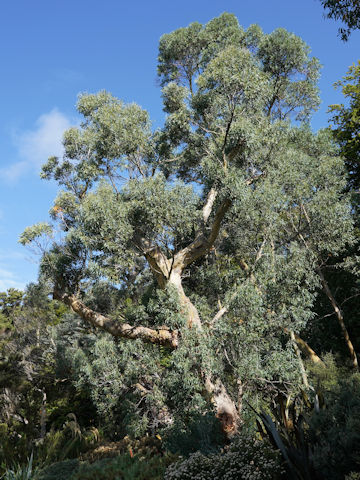 Eucalyptus sp.