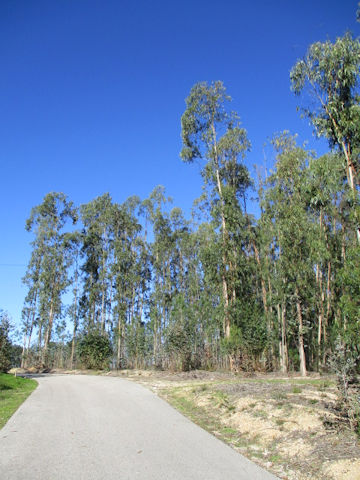 Eucalyptus sp.