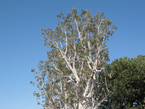 Eucalyptus sp.