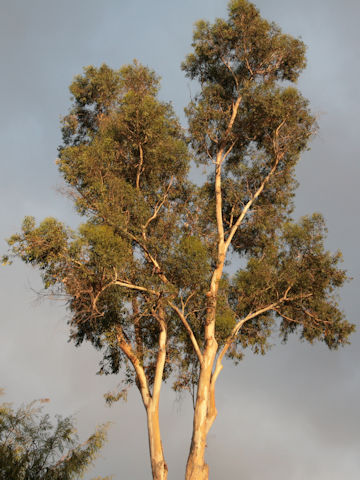 Eucalyptus sp.