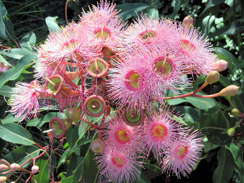 Eucalyptus cv. Summer Beauty