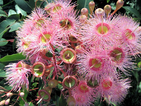 Eucalyptus cv. Summer Beauty