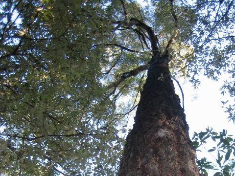 Eucalyptus fibrosa