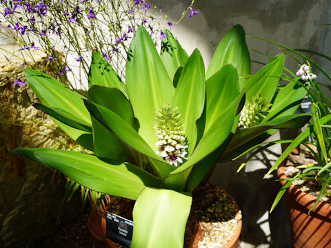 Eucomis fumilis