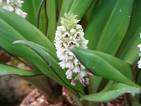 Eucomis fumilis