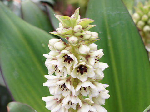 Eucomis fumilis