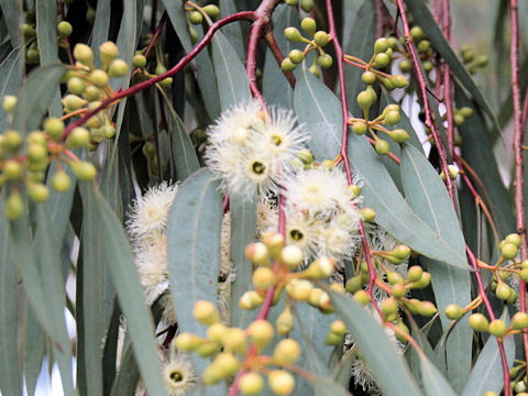 Eucalyptus globulus