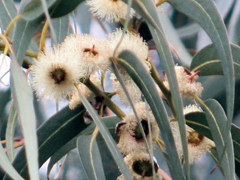 Eucalyptus globulus