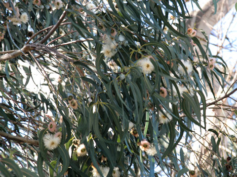 Eucalyptus globulus