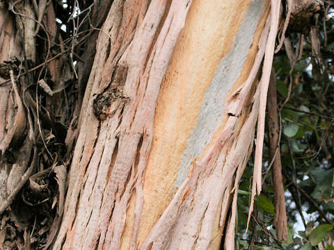 Eucalyptus globulus