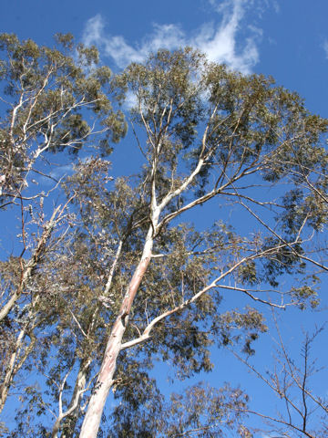 Eucalyptus globulus