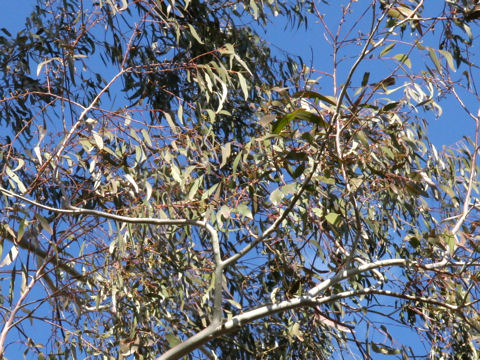 Eucalyptus globulus