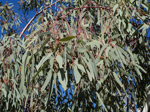 Eucalyptus globulus