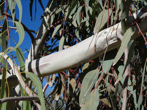 Eucalyptus globulus