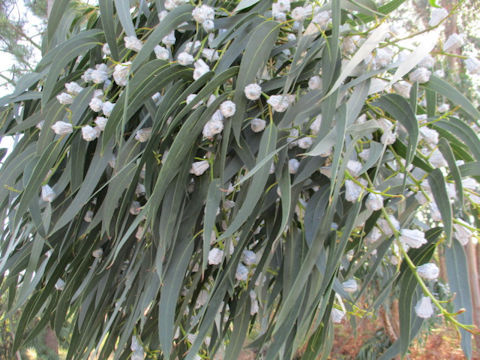 Eucalyptus globulus