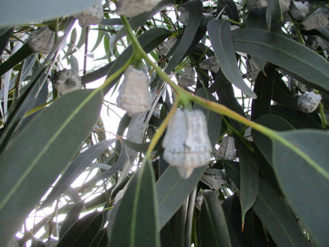 Eucalyptus globulus