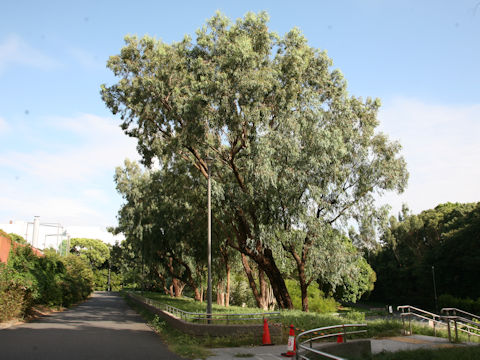 Eucalyptus globulus