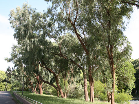 Eucalyptus globulus