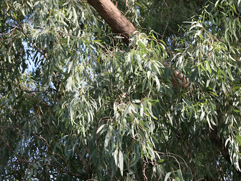 Eucalyptus globulus