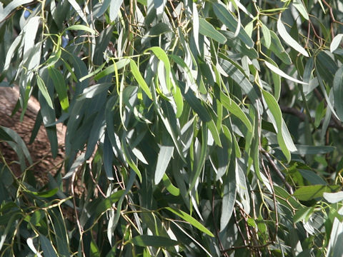 Eucalyptus globulus