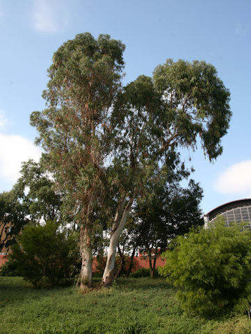 Eucalyptus globulus