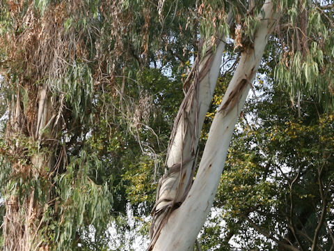 Eucalyptus globulus